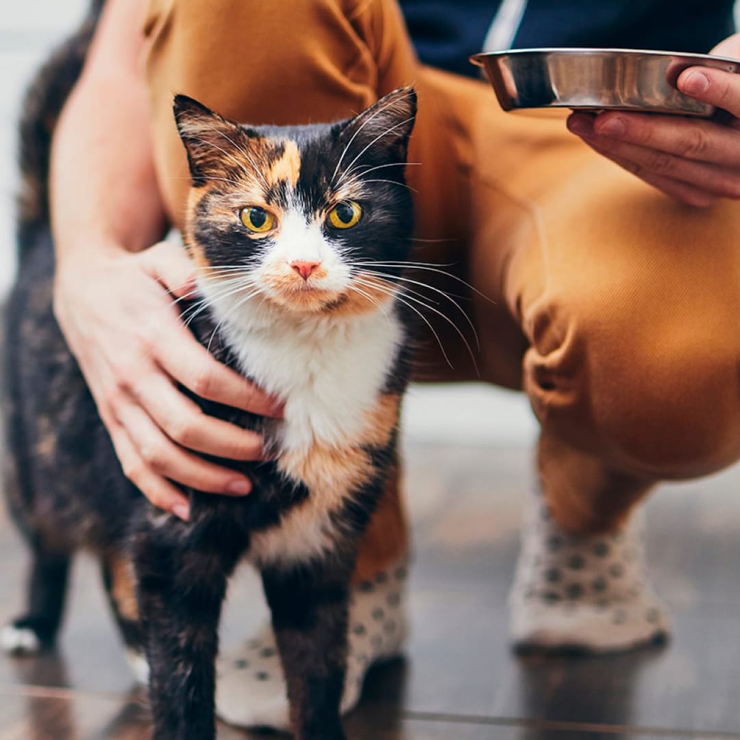 A person crouching down to pet their cat with one hand, while holding a bowl of food in the other.