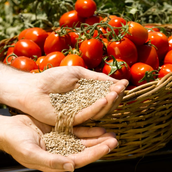 Manos sosteniendo semillas, frente a una canasta de tomates.