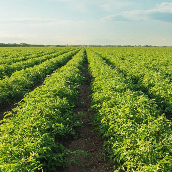 Un campo de cultivo con hileras de plantas de tomates