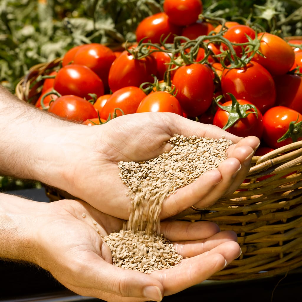 トマトのバスケットの前で、種を持つ手。