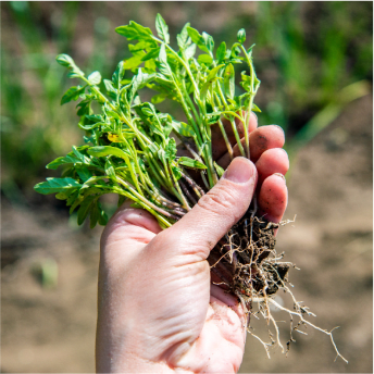 A close-up image of a hand gently holding a cluster of young tomato seedlings. The vibrant green leaves of the seedlings contrast with the dark soil clinging to their delicate roots. The blurred background suggests a garden or field, indicating the seedlings are ready to be transplanted into the ground.