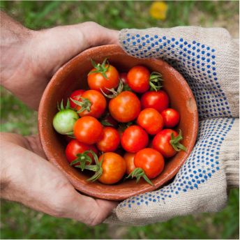 Two hands, one bare and one wearing a gardening glove, carefully hold a terracotta bowl filled with a mix of ripe red and one green cherry tomatoes. The tomatoes are still attached to their delicate green stems, emphasizing their freshness and just-picked quality. The earthy tones of the bowl and the natural background of green grass create a rustic and wholesome feel.