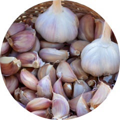 Knoblauch