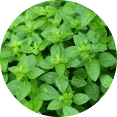 Oregano