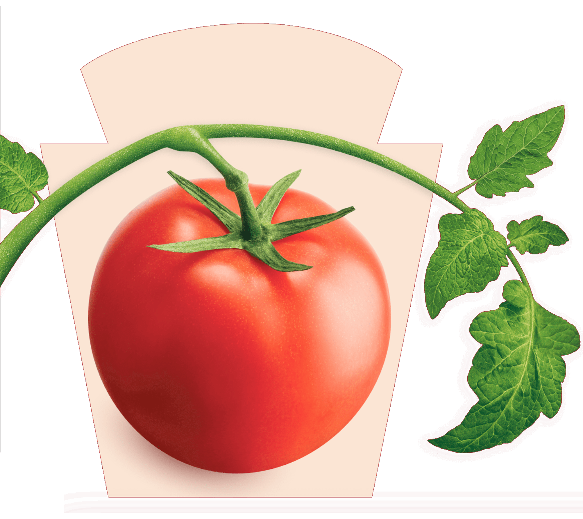 Een sappige, rode tomaat aan een groene tak met bladeren, weergegeven binnen het Heinz logo.