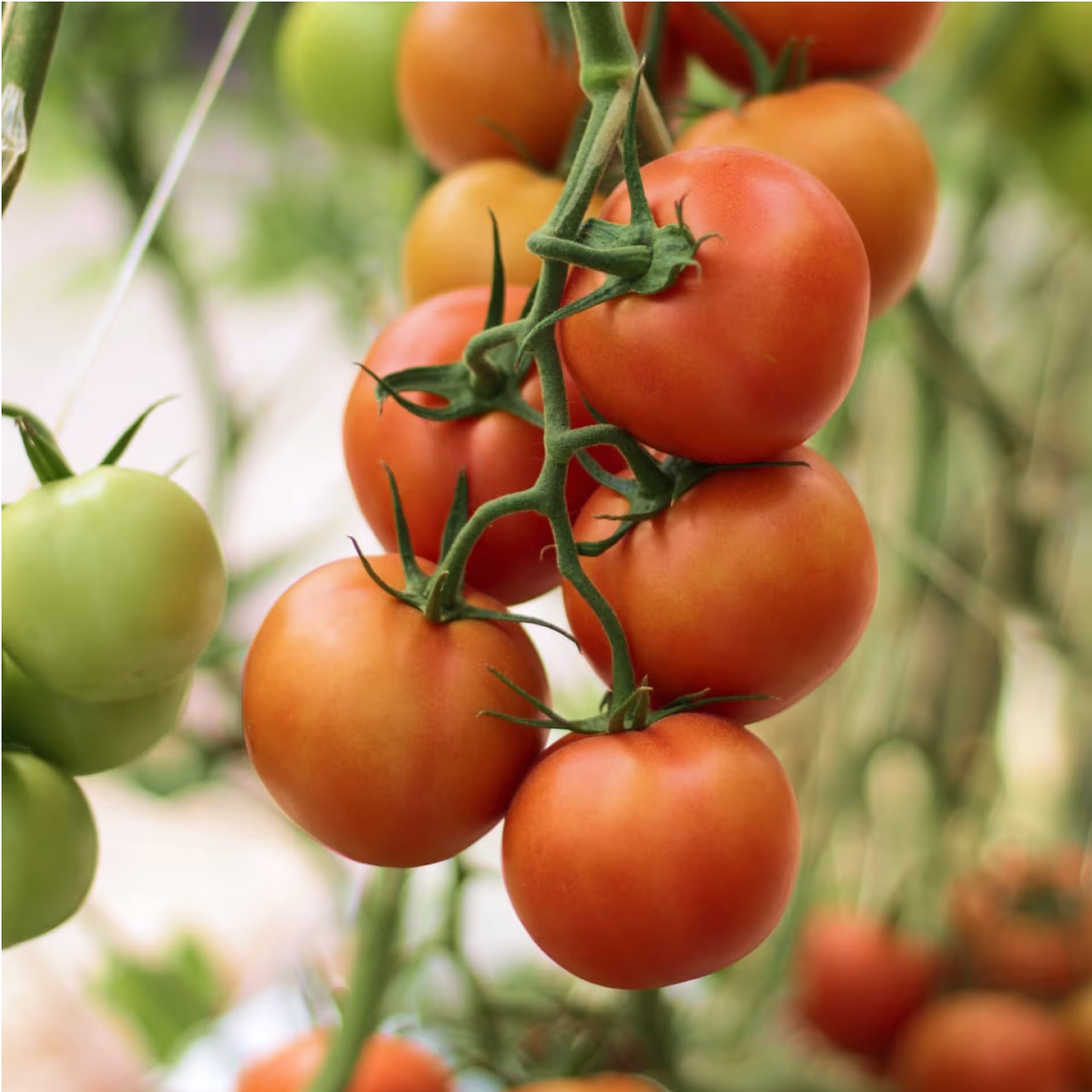 Close-up of a cluster of ripe red tomatoes growing on a vine. The tomatoes are plump and glossy, with smooth skins and green 