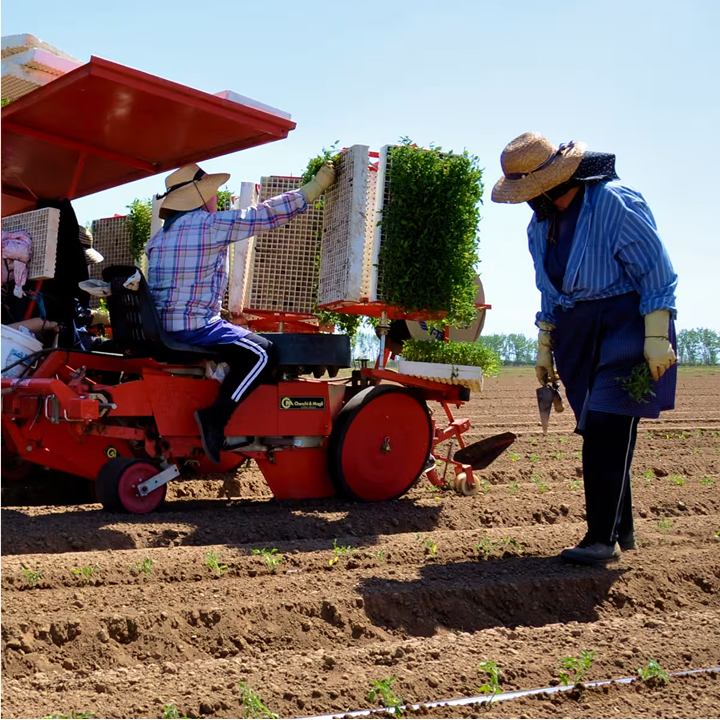 Farmworkers are planting seedlings in a field using a mechanical transplanter. One worker is operating the red transplanter, 