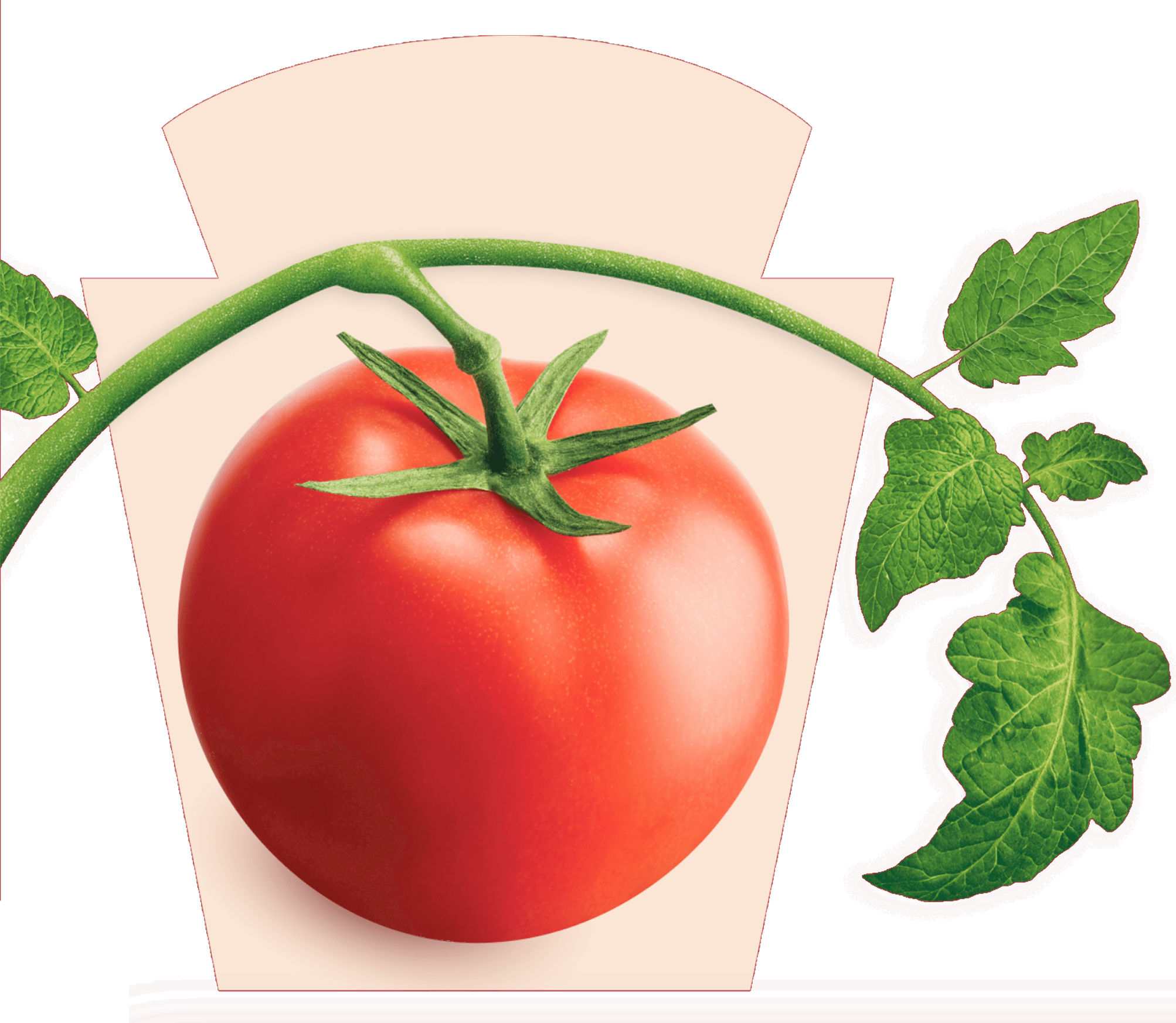 Un tomate rojo maduro en la vid, sobre un fondo claro, enmarcado por el logotipo de Heinz, que simboliza los ingredientes fre