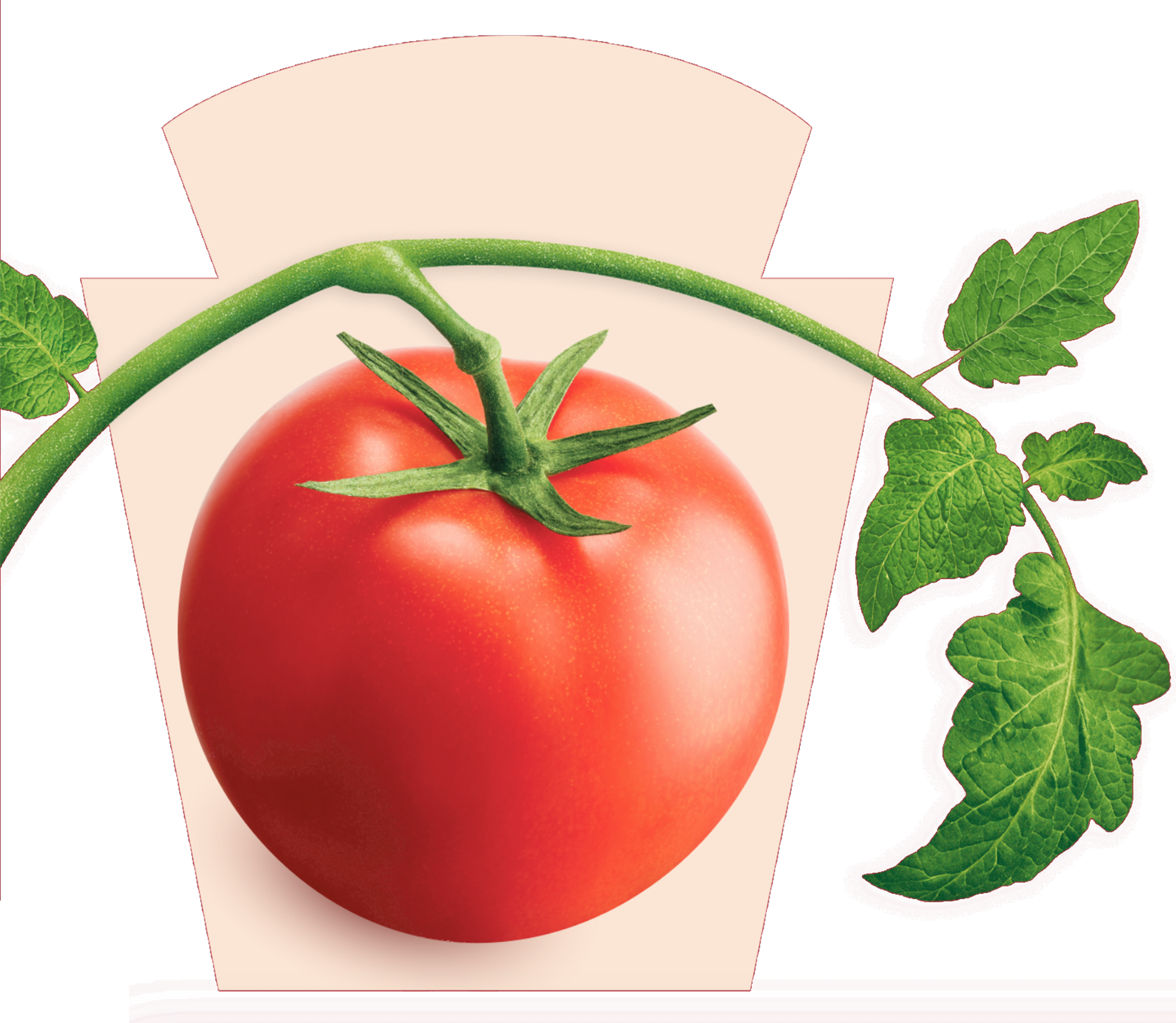 Imagem vibrante de um tomate Heinz vermelho e suculento, destacando sua frescura e qualidade. O tomate é apresentado em prime