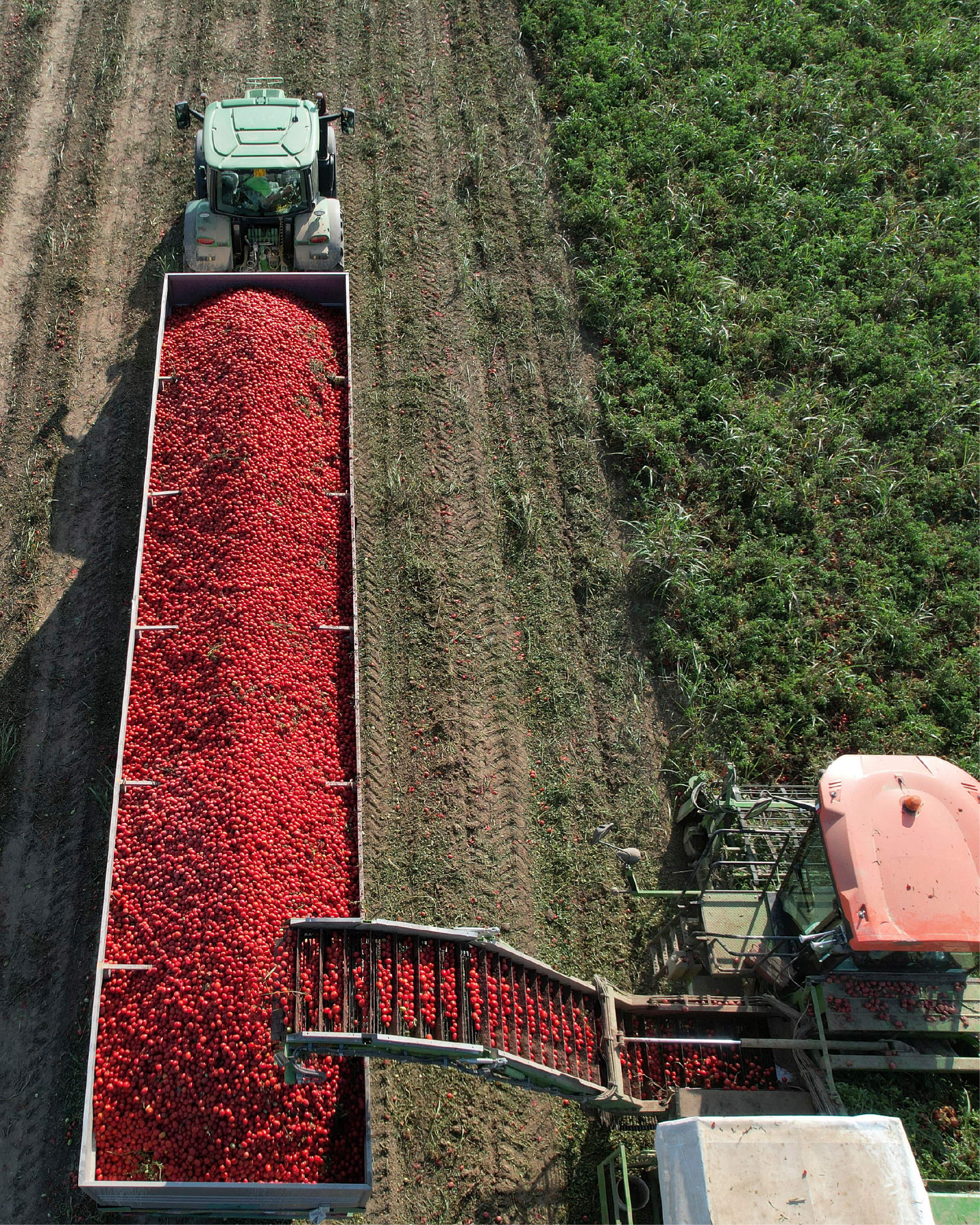 Aerial view of a tomato harvest in progress, with a tractor pulling a large container filled with red tomatoes, and another t