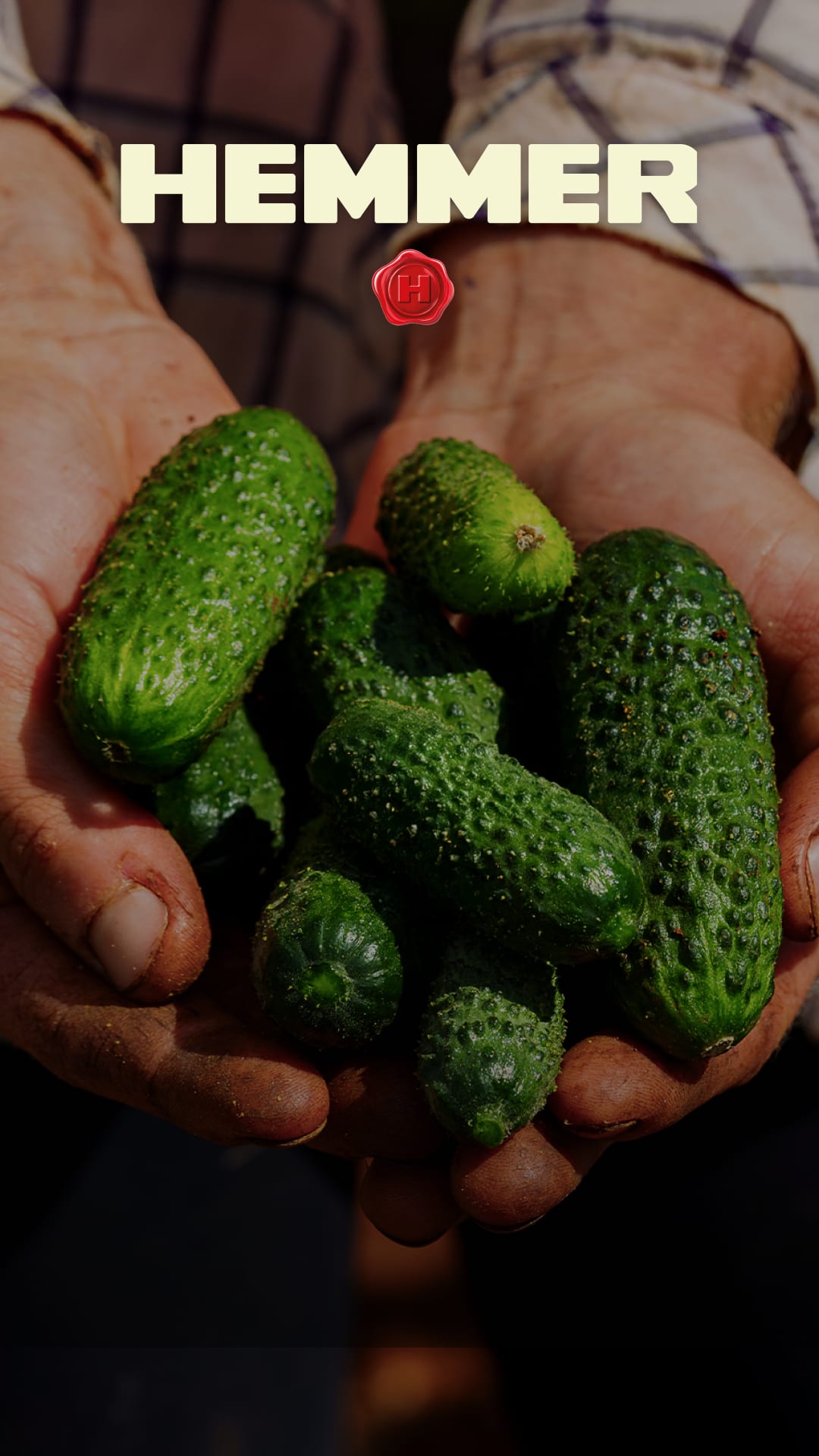 Mãos segurando pepinos.