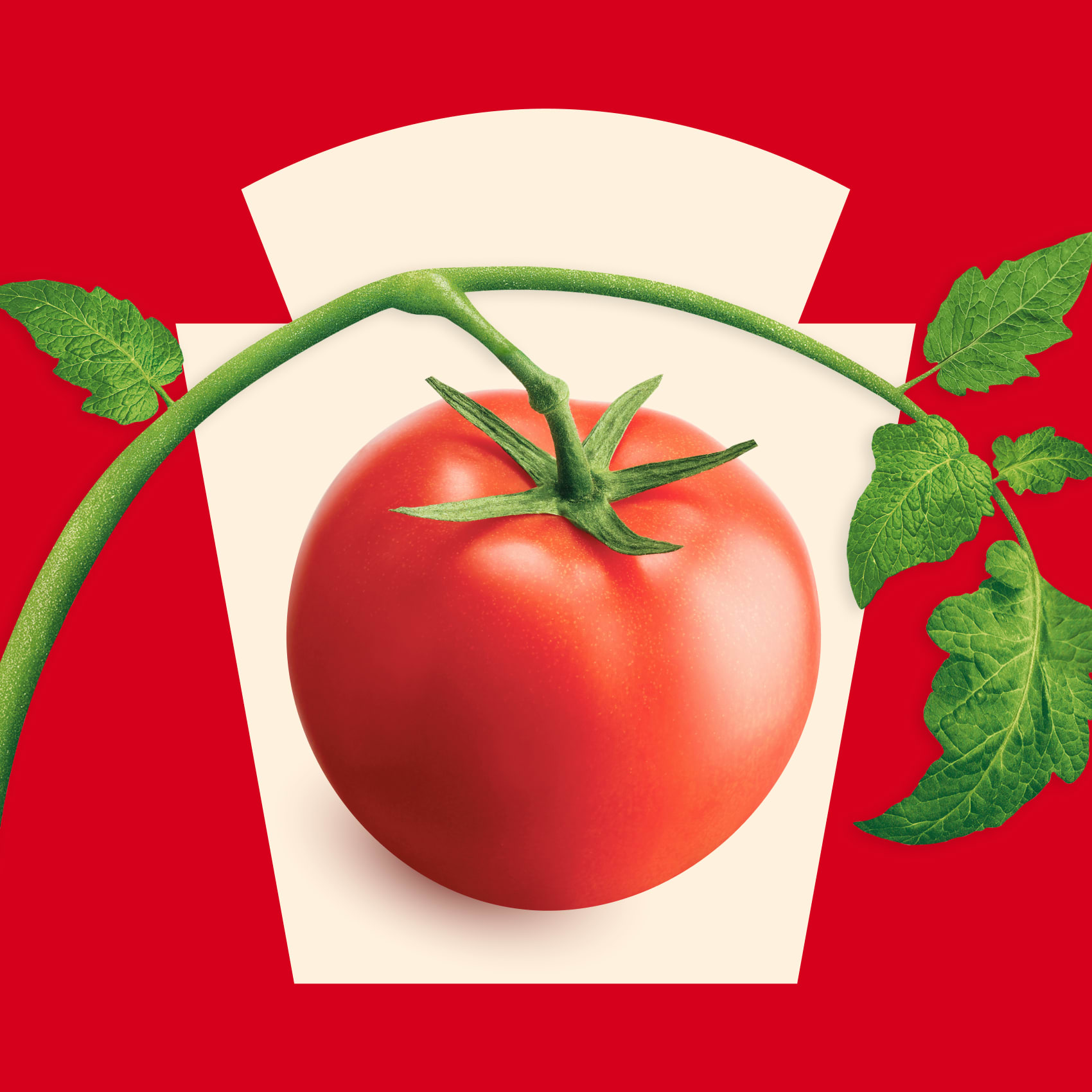 A ripe red tomato still on the vine set inside the shape of the Heinz logo.