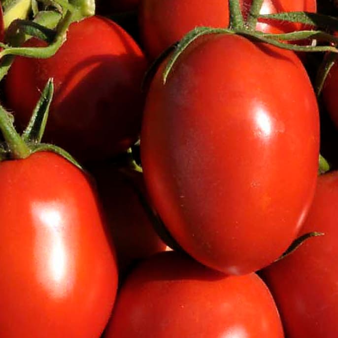 Tomates maduros en sus ramas