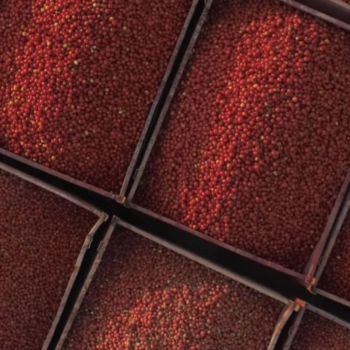 Stora behållare med nyplockade tomater.