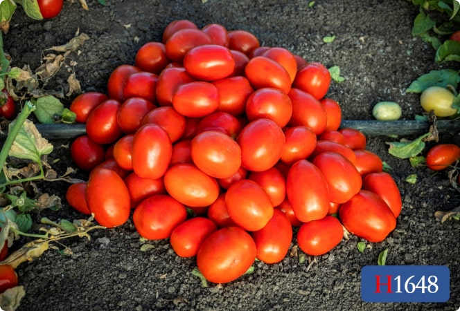 H1648 | HeinzSeed | Products - Heinz® H1648 | HeinzSeed | Products - Heinz®