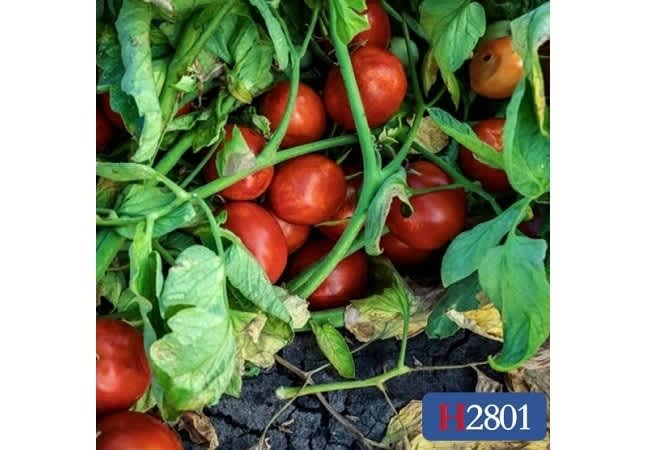 H2801