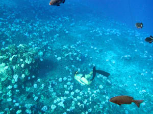 Image description