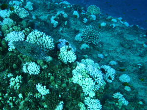 Image description