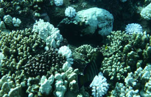 Image description