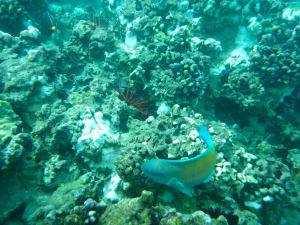 Image description
