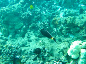 Image description