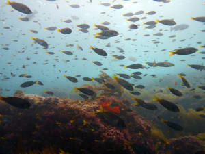 Image description