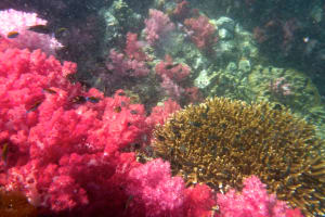 Image description