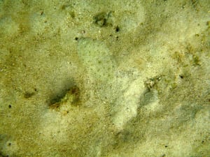 Image description