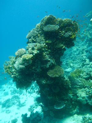 Image description
