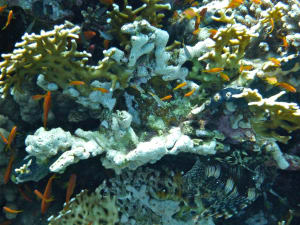 Image description