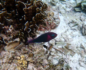 Image description