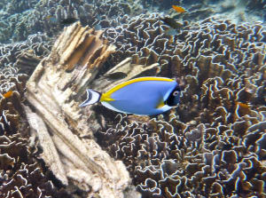 Image description