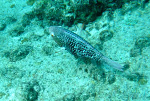 Image description