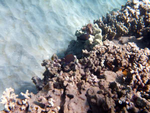 Image description