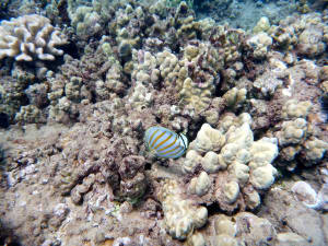 Image description