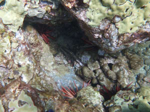 Image description