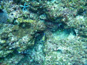Image description