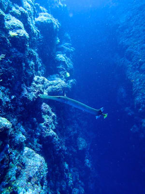Image description