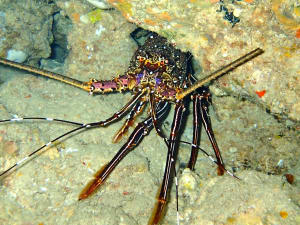 Image description