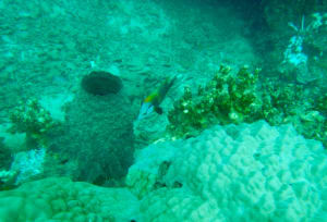 Image description