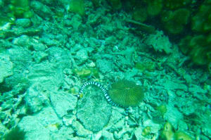 Image description