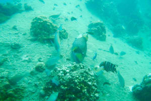Image description