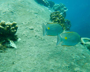 Image description