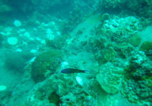 Image description