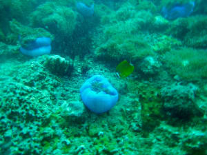 Image description