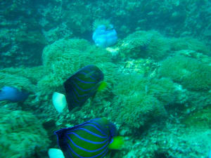 Image description