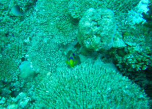 Image description