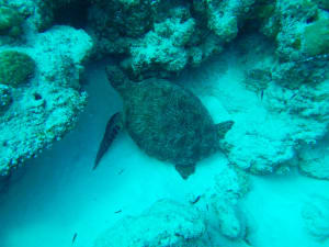 Image description