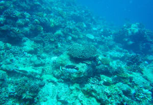 Image description
