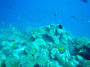 Image description